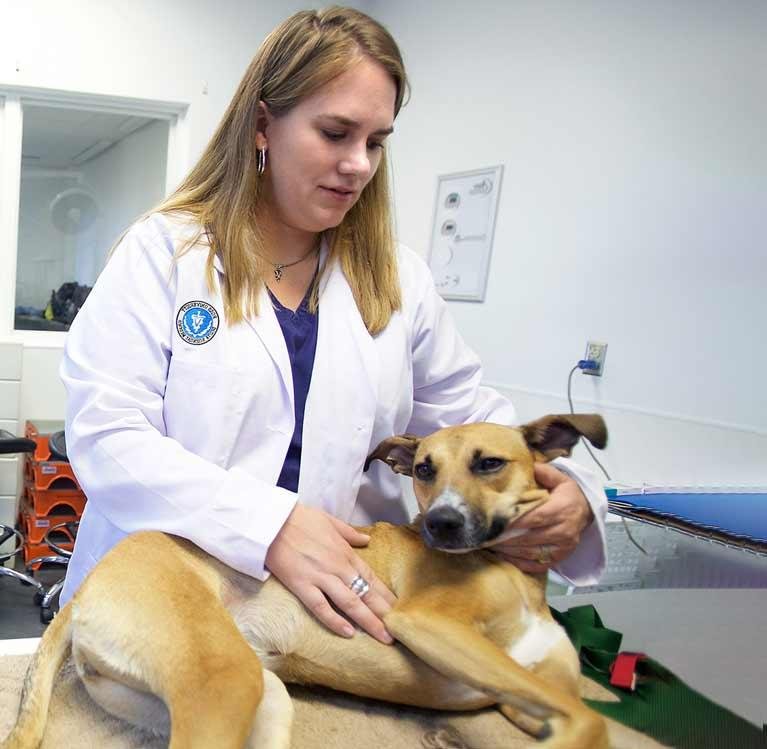Exploring the Veterinary Career Path in the USA