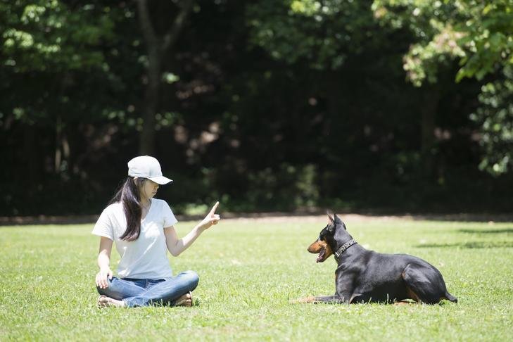 How to become a professional Dog Trainer in the USA