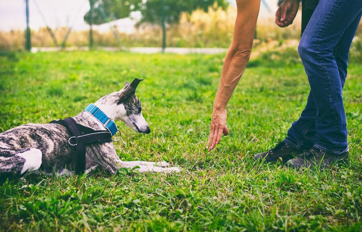 How to become a professional Dog Trainer in the USA