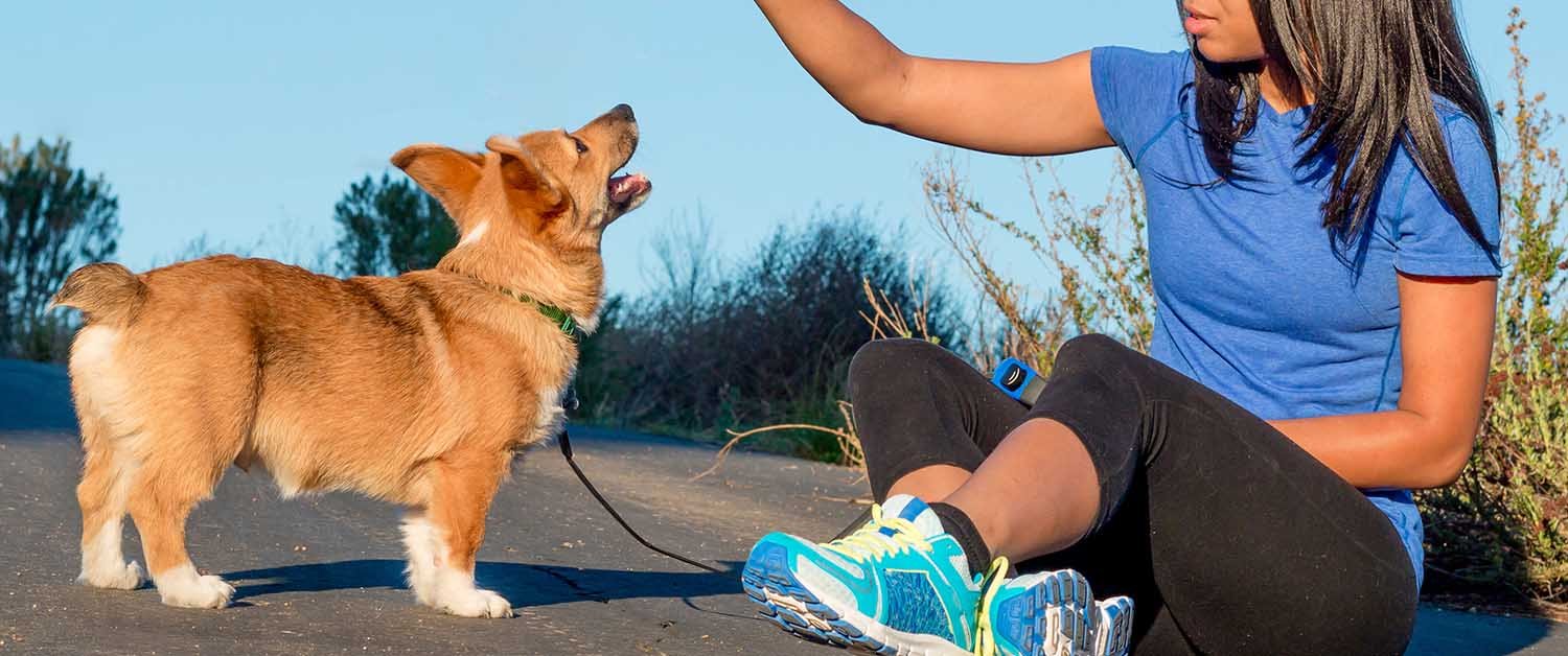 How to a professional Dog Trainer in the USA Future Skills